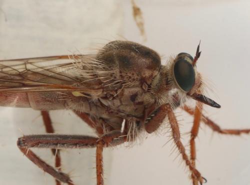 Réf. 327 248 : Stenopogon junceus